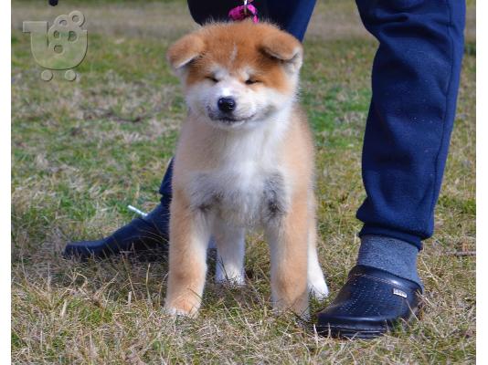 Akita Inu κουτάβια